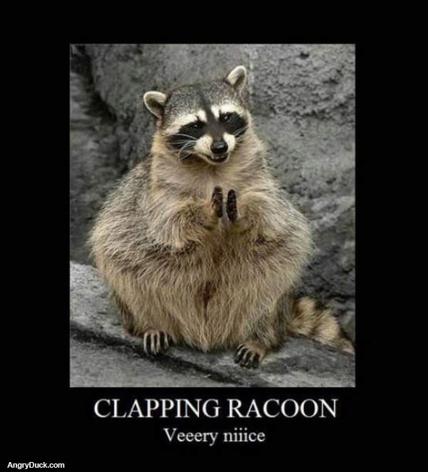 Clapping Racoon