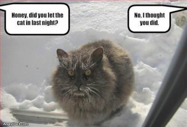 Cold Cat