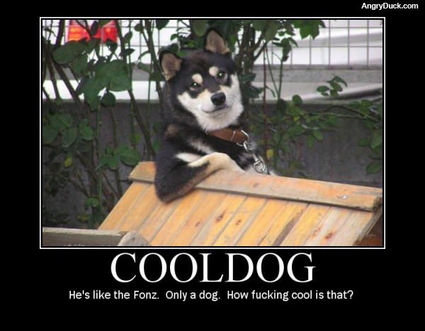 Cooldog