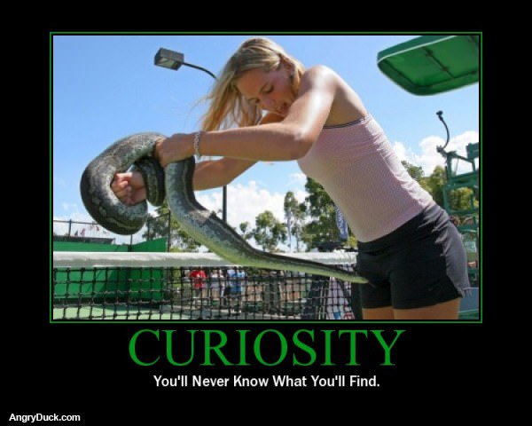 Curiosity