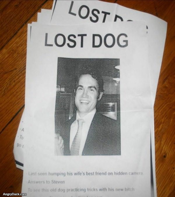 Dog is Lost