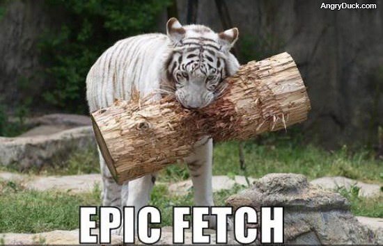 Fetch the Stick