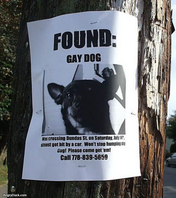 Found Gay Dog