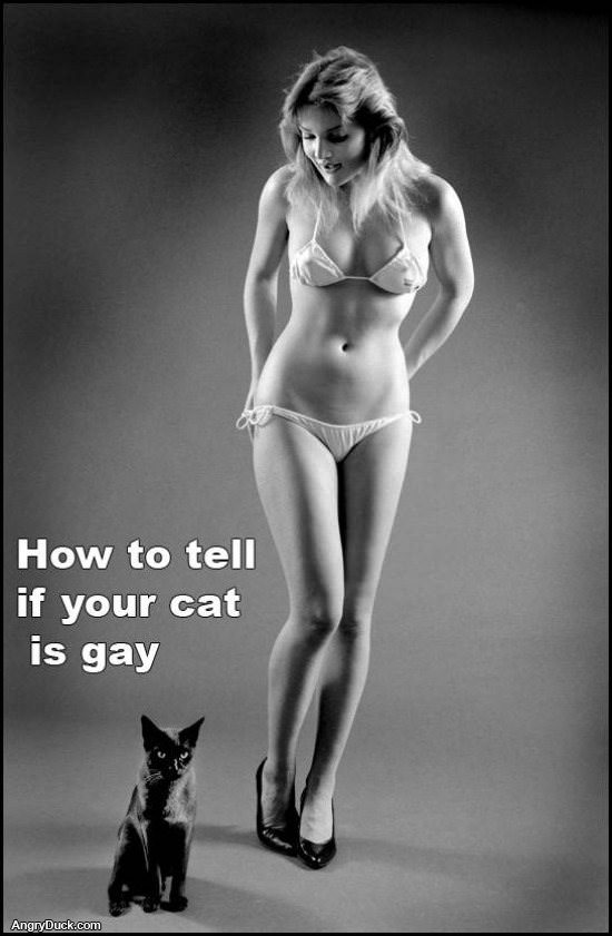 Is Your Cat Gay