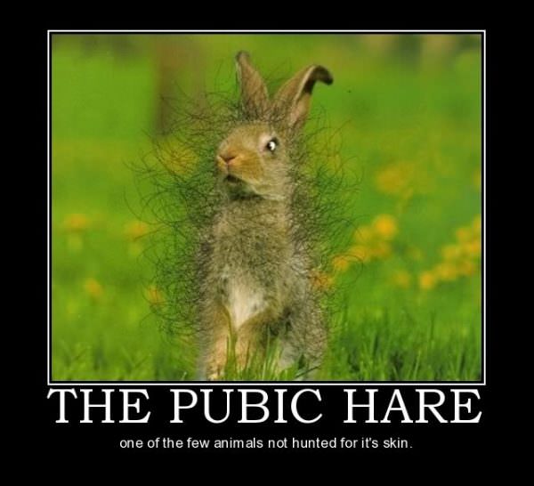 Pubic Hare