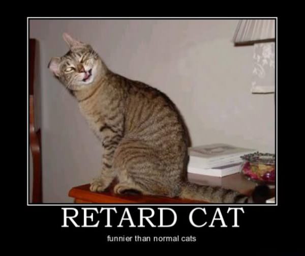 Retard Cat