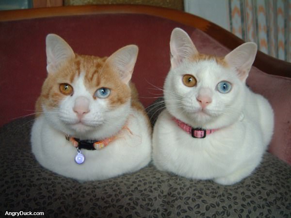 Twin Cat Eyes 