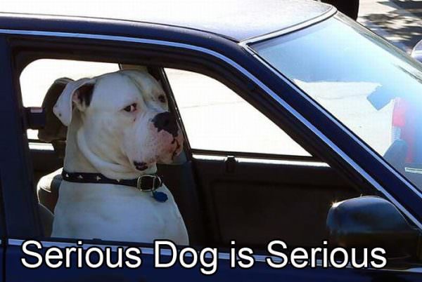 Serious Dog is Serious