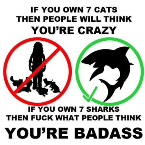 Sharks vs Cats