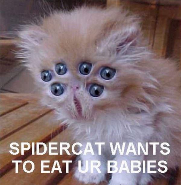 Spider Cat