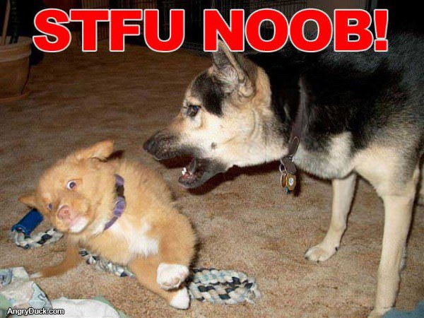 Stfu Noob