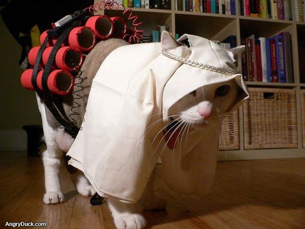 Suicide Bomber Kitty 