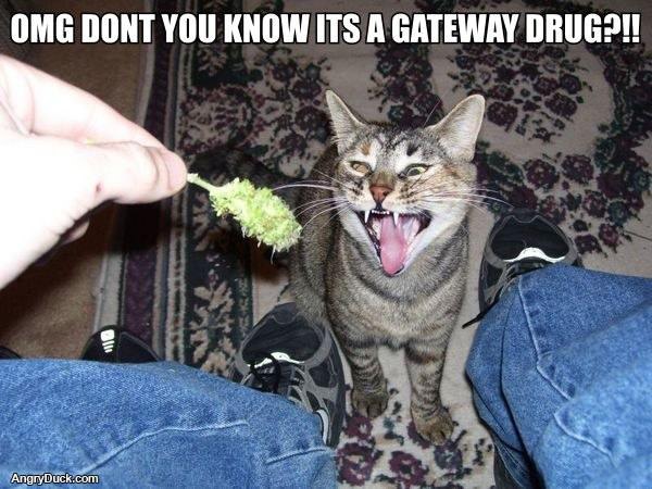 Thats a Gateway Drug