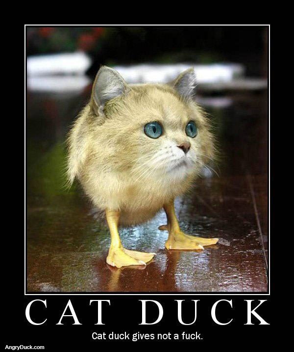 The Cat Duck Gives Not