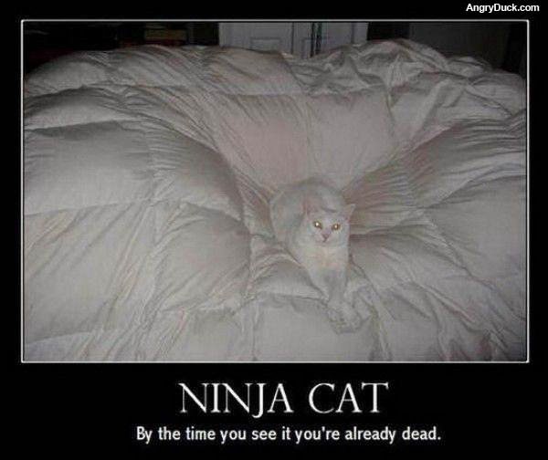 The Ninja Cat