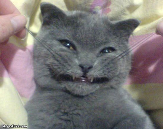 The Smile Cat