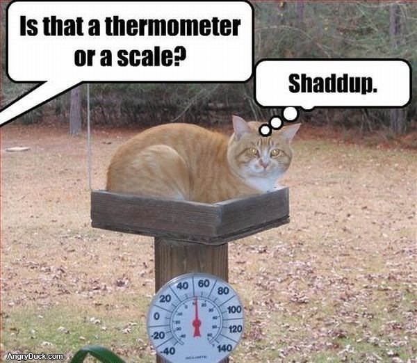 Thermometer or Scale