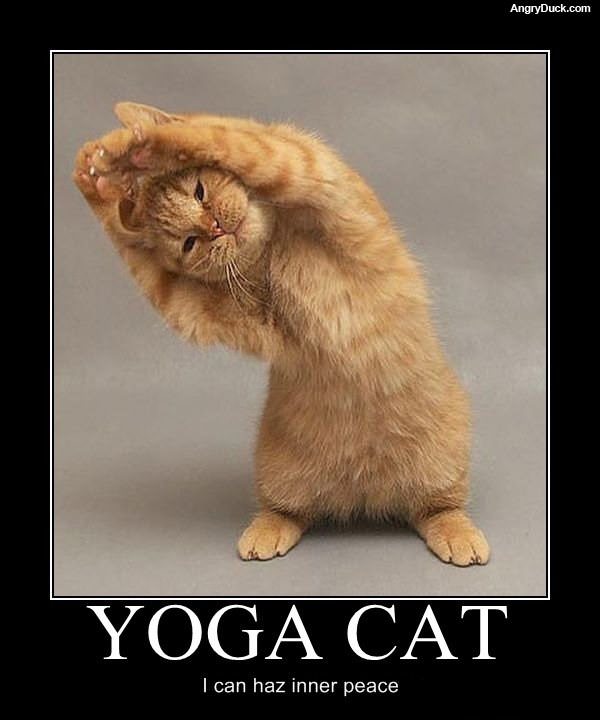 Yoga Cat