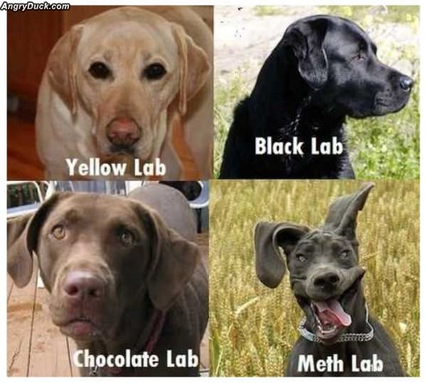 Labs