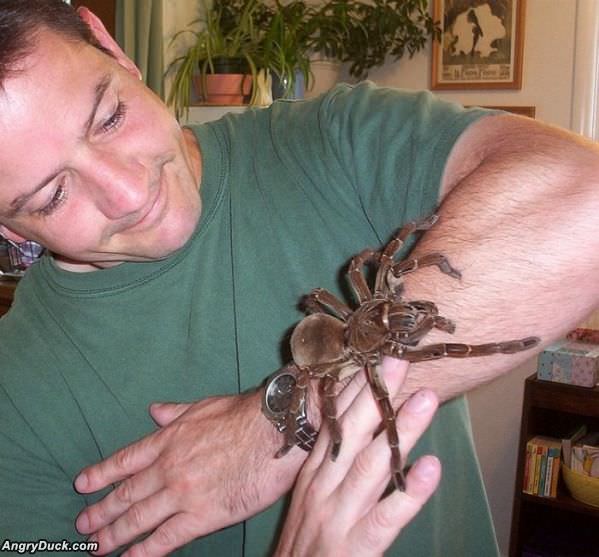 Pet Spider