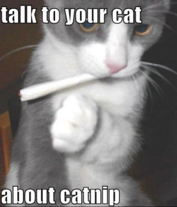 Talk To Your Cat