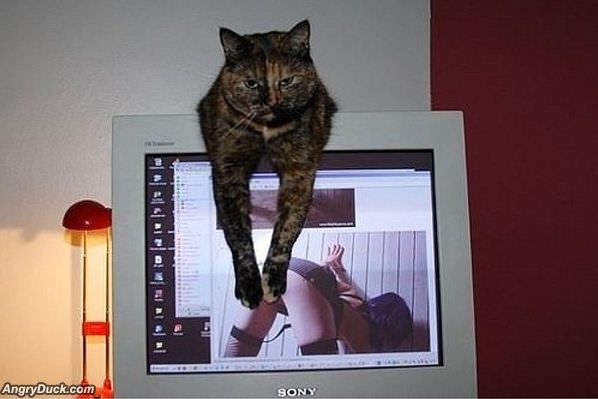 Censor Cat