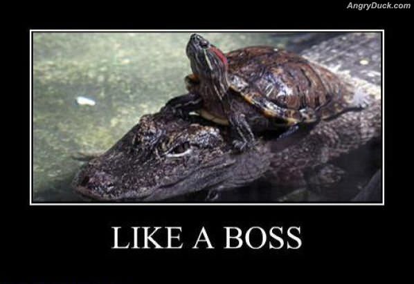 Turtle Boss