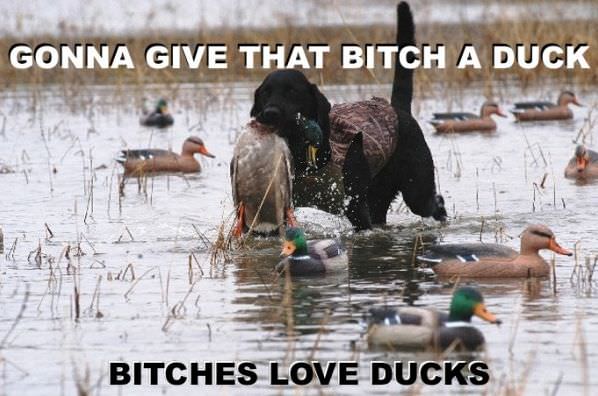 Love Ducks