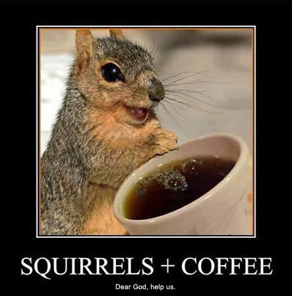 Squirrels And Coffee