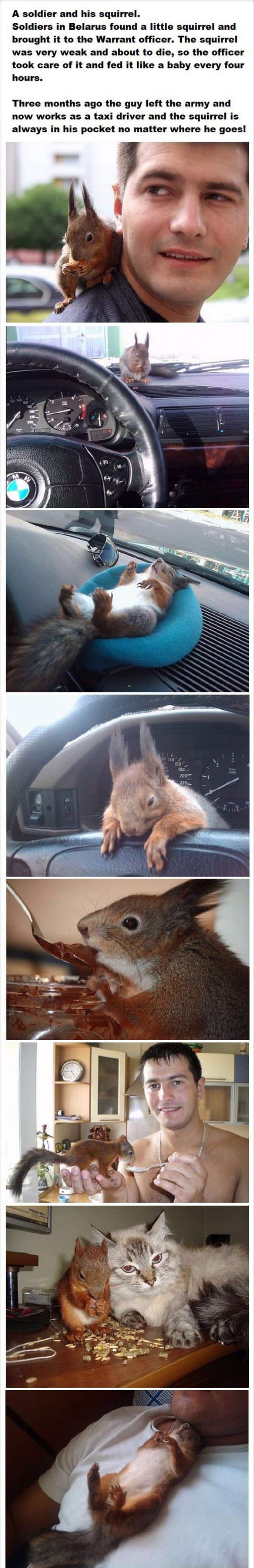 Soldiers Squirrel