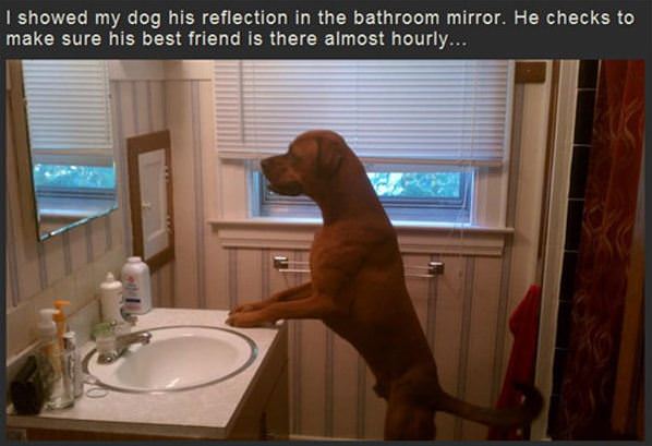 The Mirror Dog