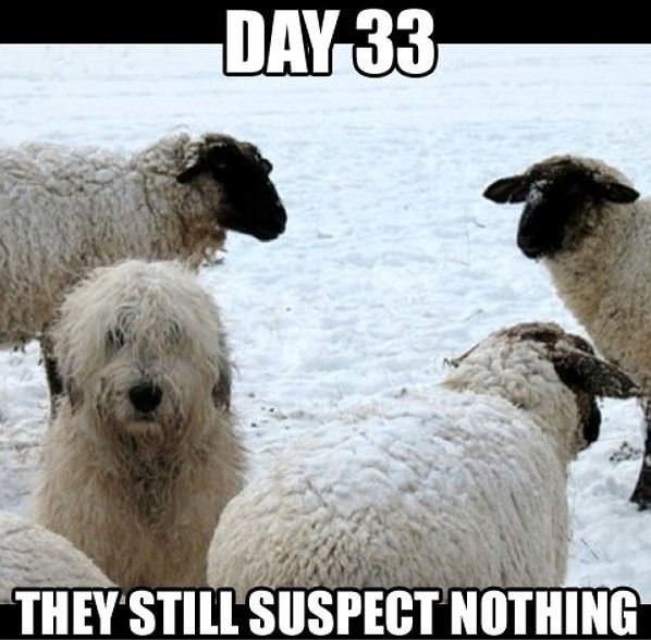 They Suspect Nothing