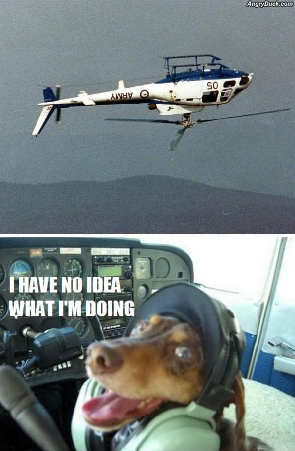 Pilot Dog