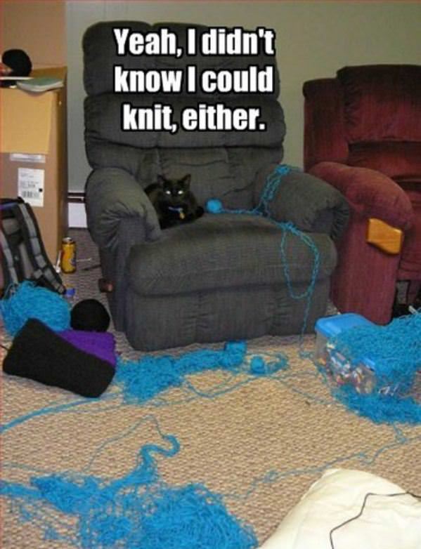 Knitting Cat