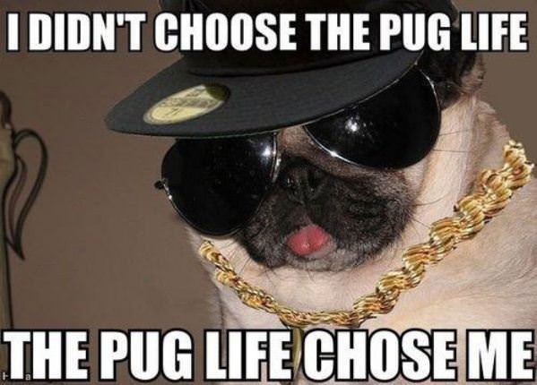 The Pug Life