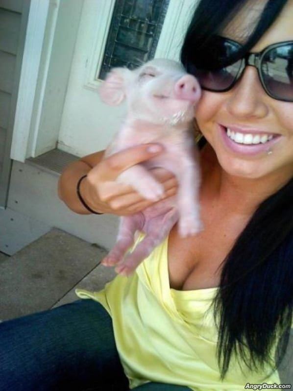 Cute Pig