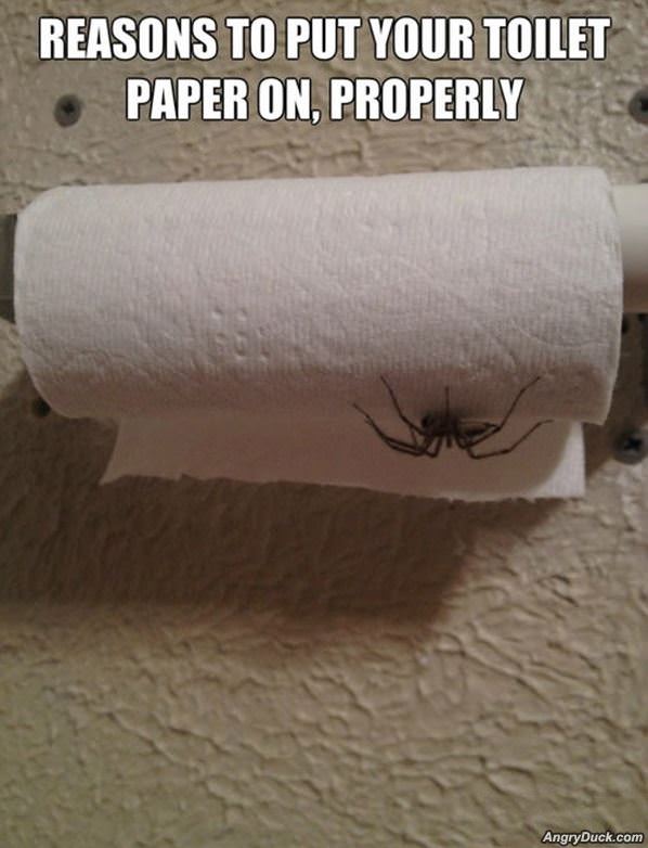 Toilet Paper