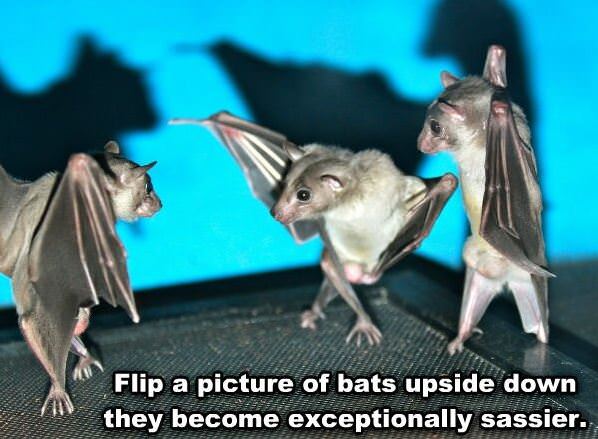 Upside Down Bats