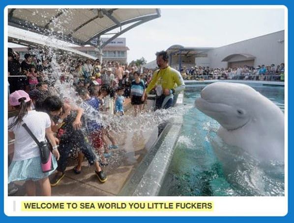 Welcome To Sea World