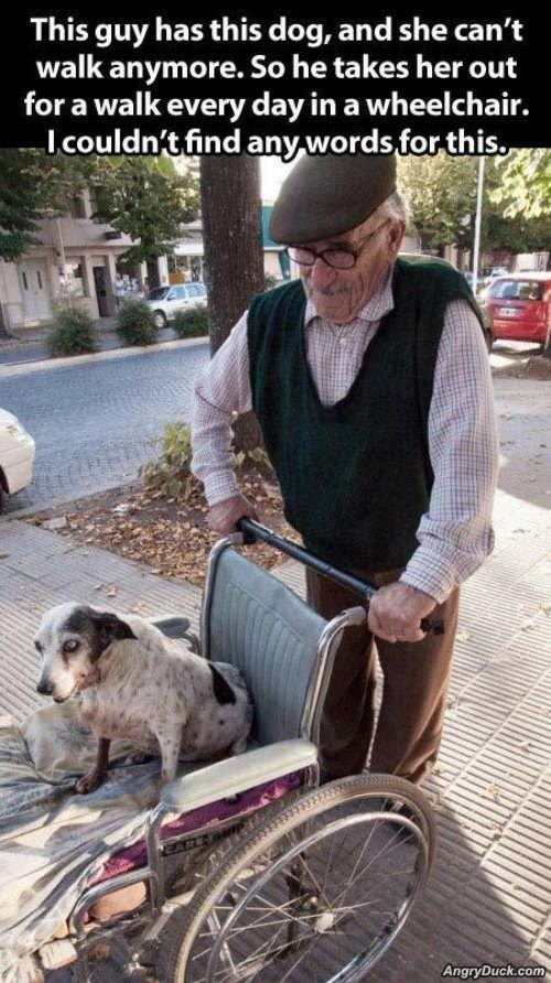 Wheel Chair Dog