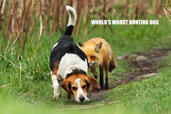 Worlds Worst Hunting Dog