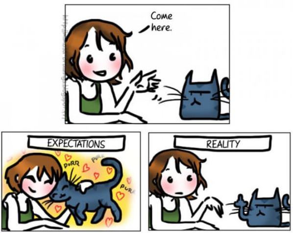 How Cats Work