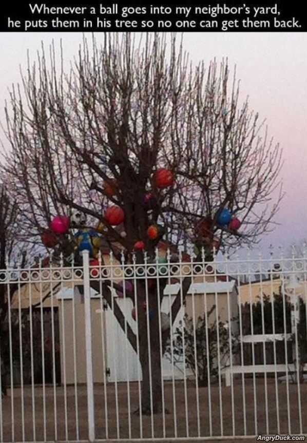 The Ball Tree