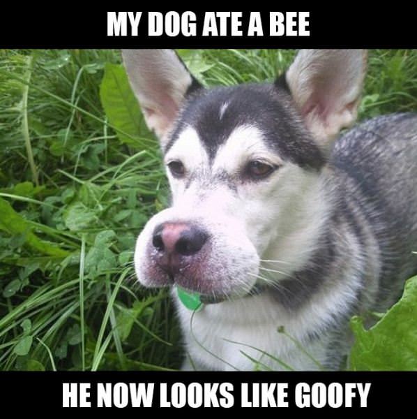 Bee Dog