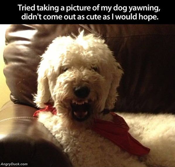 Dog Yawning