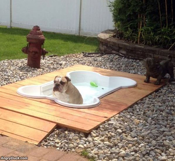 The Doggy Pool