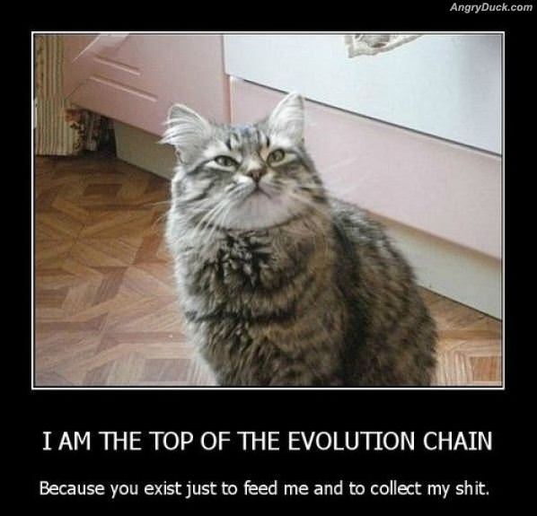 Top Of The Food Chain