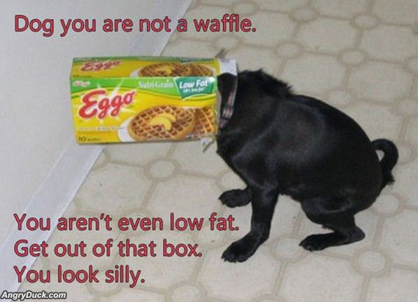 Waffle Dog