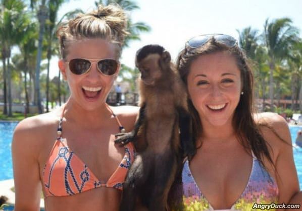 Monkey Not Impressed