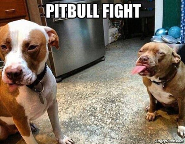 Pitbull Fight